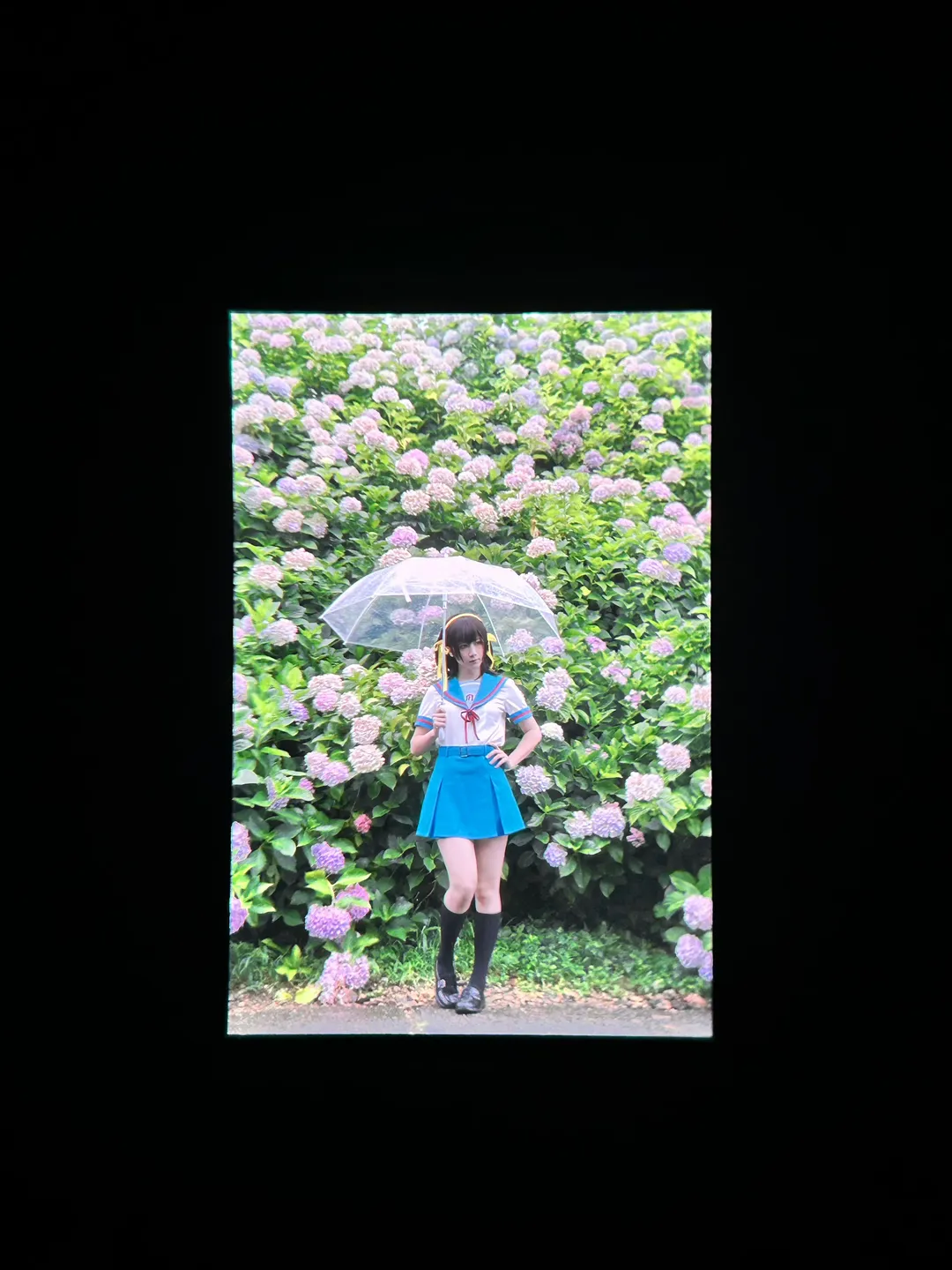 cosplay日常, 凉宫春日cos, 凉宫春日的忧郁, 绣球花写真, 雨中摄影 - 第6张