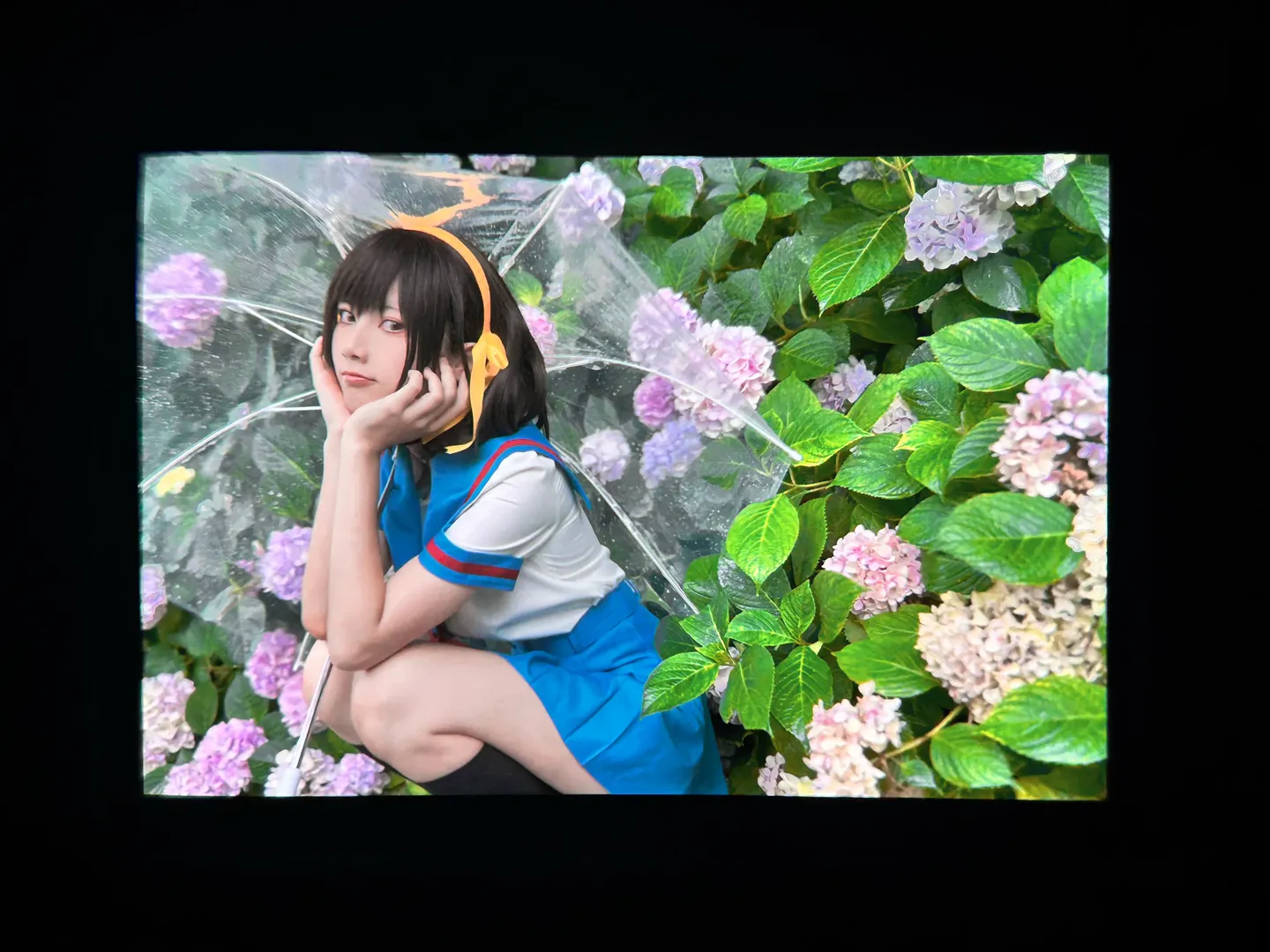 cosplay日常, 凉宫春日cos, 凉宫春日的忧郁, 绣球花写真, 雨中摄影 - 第7张