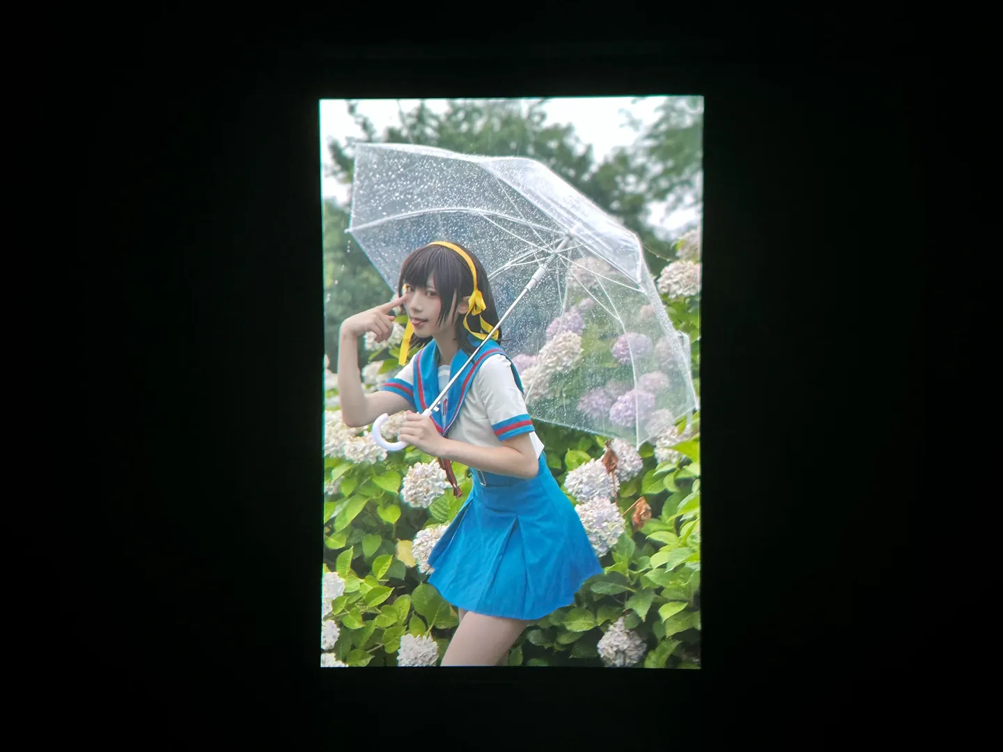 cosplay日常, 凉宫春日cos, 凉宫春日的忧郁, 绣球花写真, 雨中摄影 - 第8张