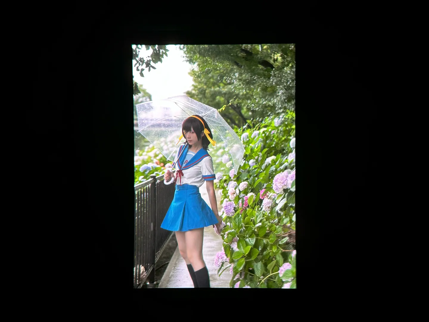 cosplay日常, 凉宫春日cos, 凉宫春日的忧郁, 绣球花写真, 雨中摄影 - 第9张