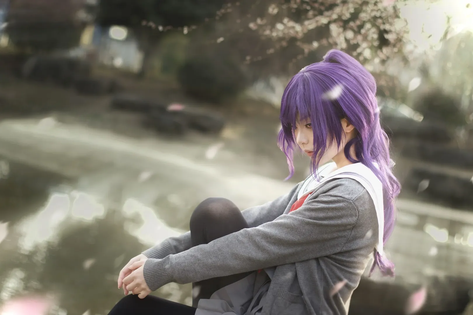 Project Sekai, Cosplay photography, Asahina Mafuyu cosplay, Purple wig, Spring cherry blossoms - Image 2