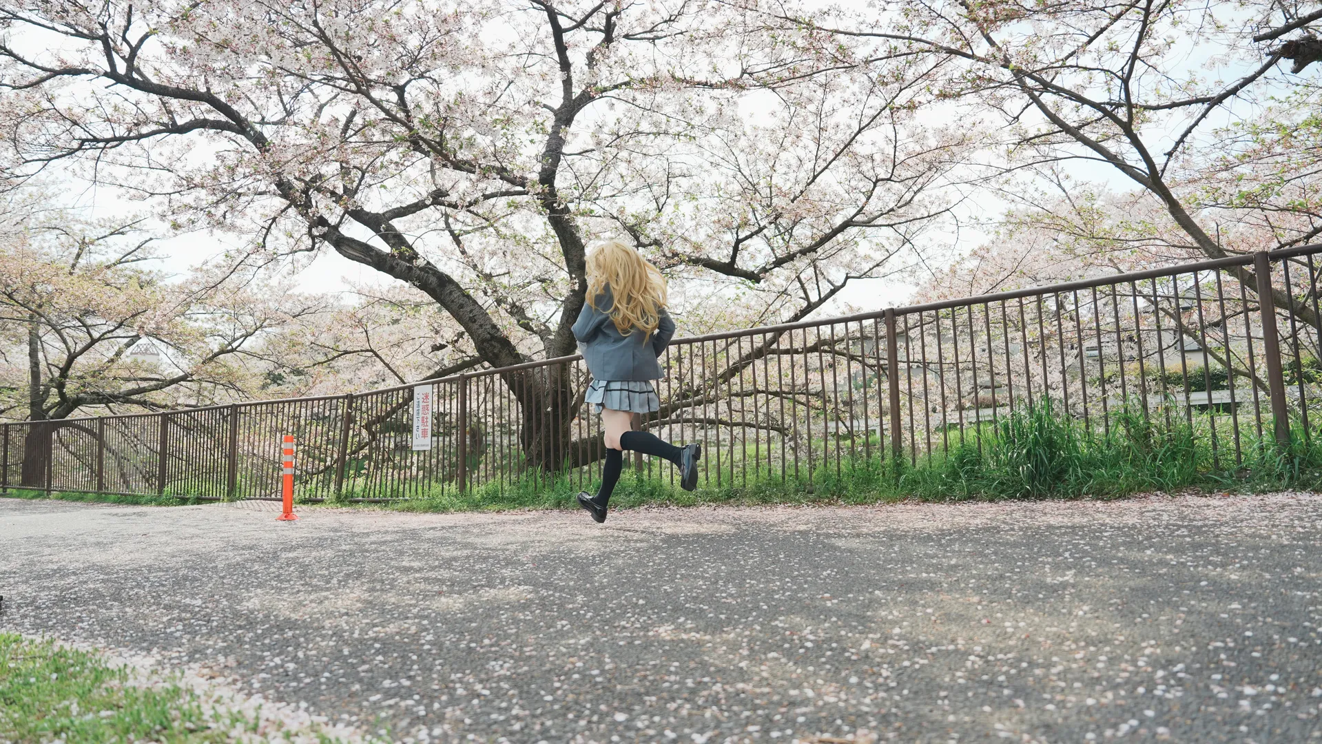宫园薰cos, 四月是你的谎言, 二次元外景, 樱花树下cosplay, 日系制服写真 - 第2张