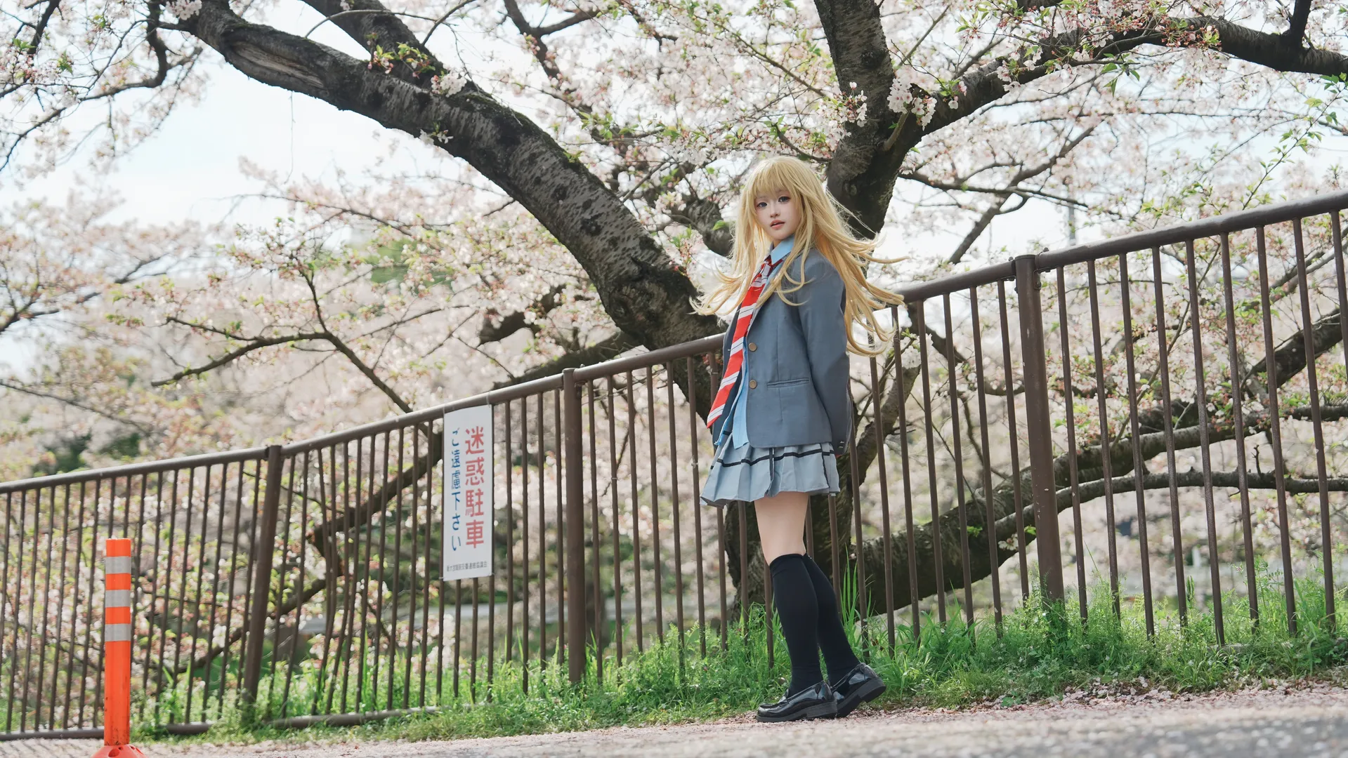 宫园薰cos, 四月是你的谎言, 二次元外景, 樱花树下cosplay, 日系制服写真 - 第3张