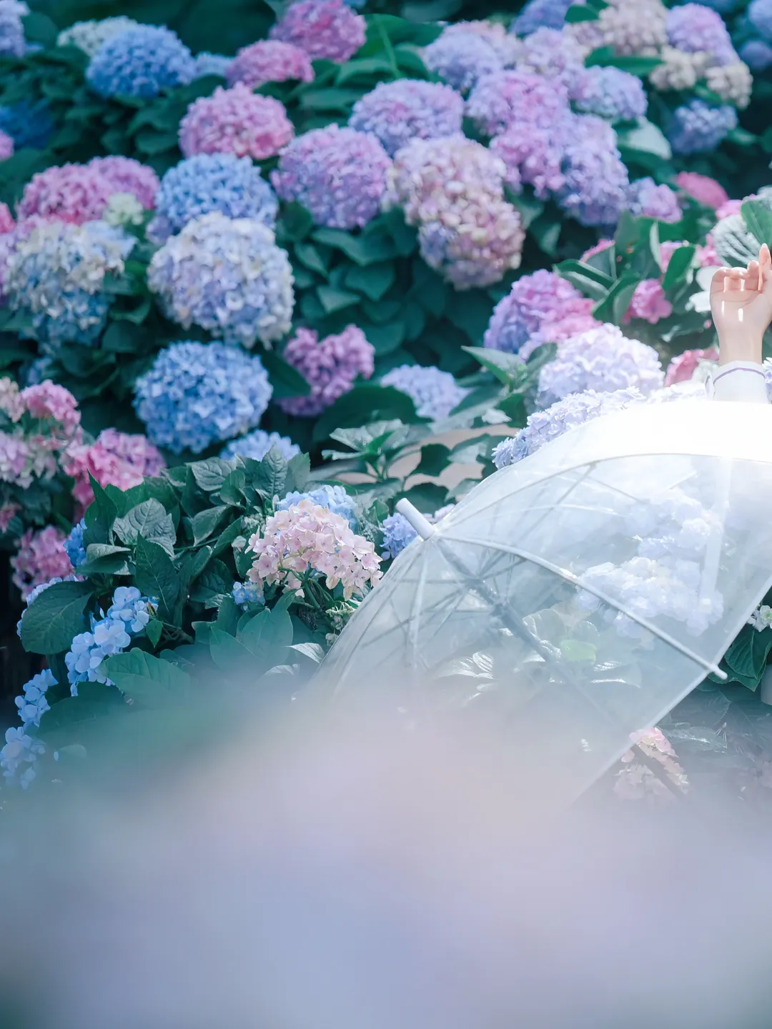 散华礼弥cos, 僵尸哪有那么萌, cosplay分享, 绣球花写真, 无尽夏摄影 - 第3张