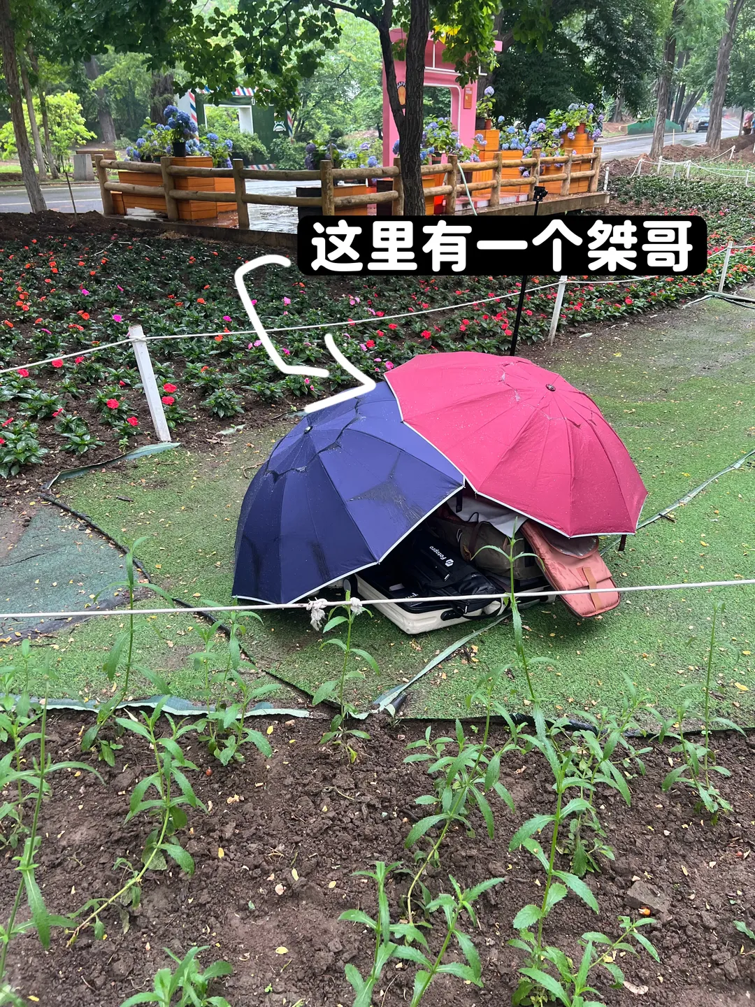 夏日写真, 散华礼弥cos, 散华礼弥, 绣球花海, 雨中氛围感 - 第10张