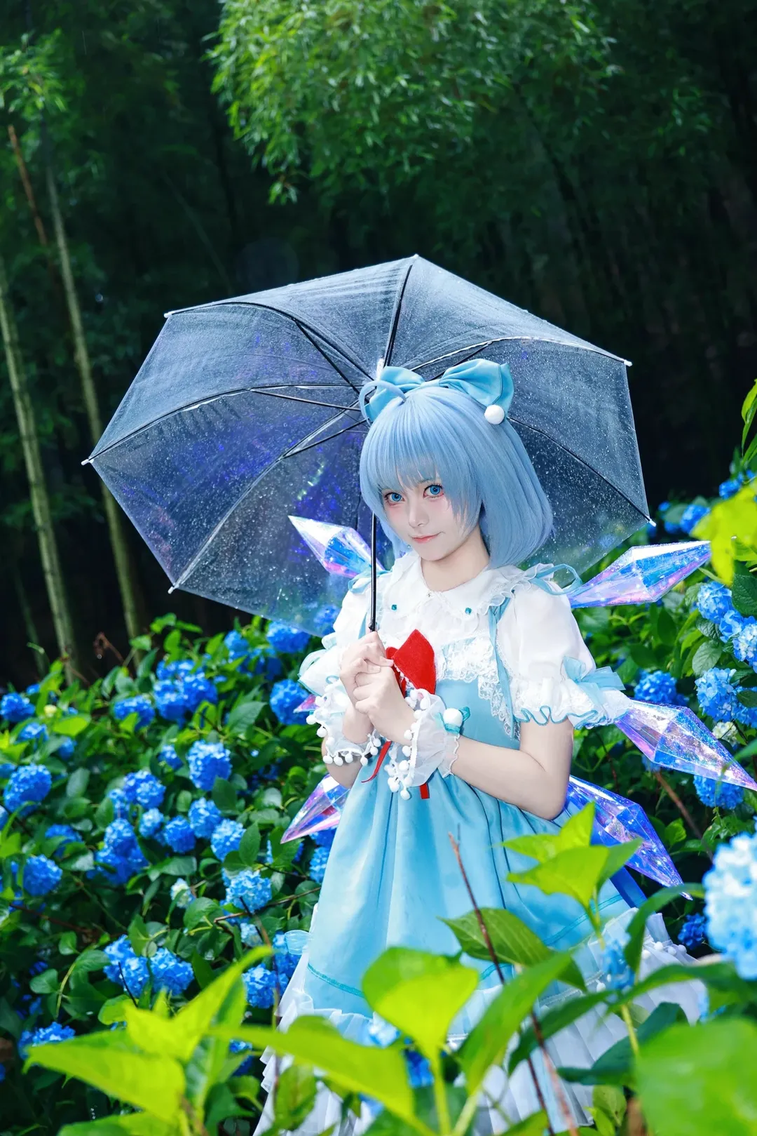 Touhou Project, Anime cosplay, Cirno cosplay, Hydrangea outdoor location, Transparent umbrella photography