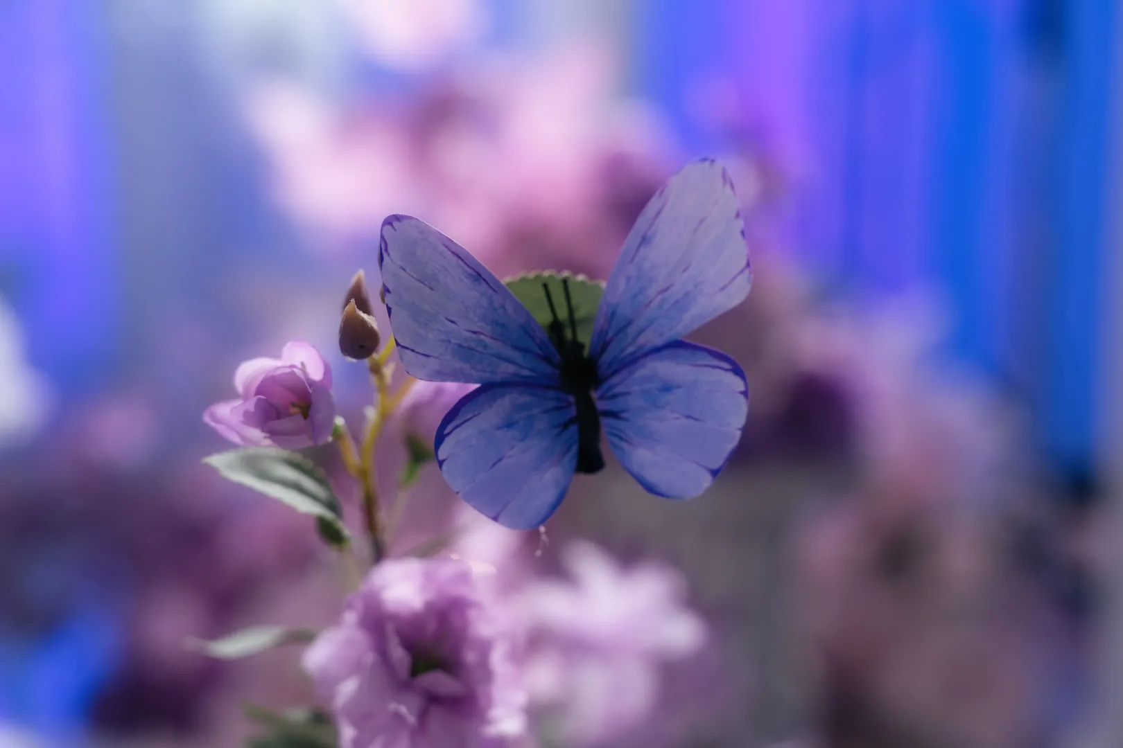Anime-style photography, Honkai: Star Rail, Castorice cosplay, Butterflies dancing, Cosplay styling - Image 6