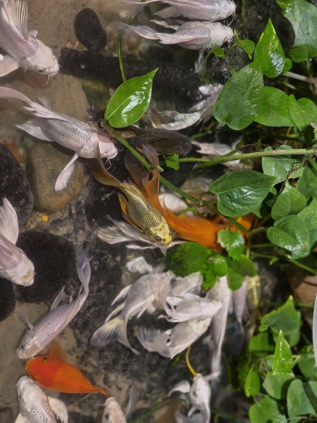 二次元, 朱迪cos, 正佳雨林馆, 正佳超级动漫狂欢节, 雨林拍照 - 第5张