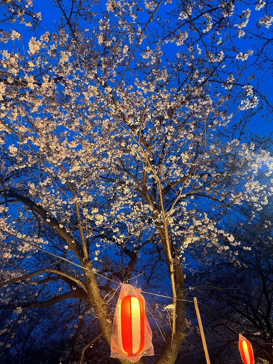 Yozakura, Kimono, Asuka Cosplay, Neon Genesis Evangelion, Life in Japan - Image 2