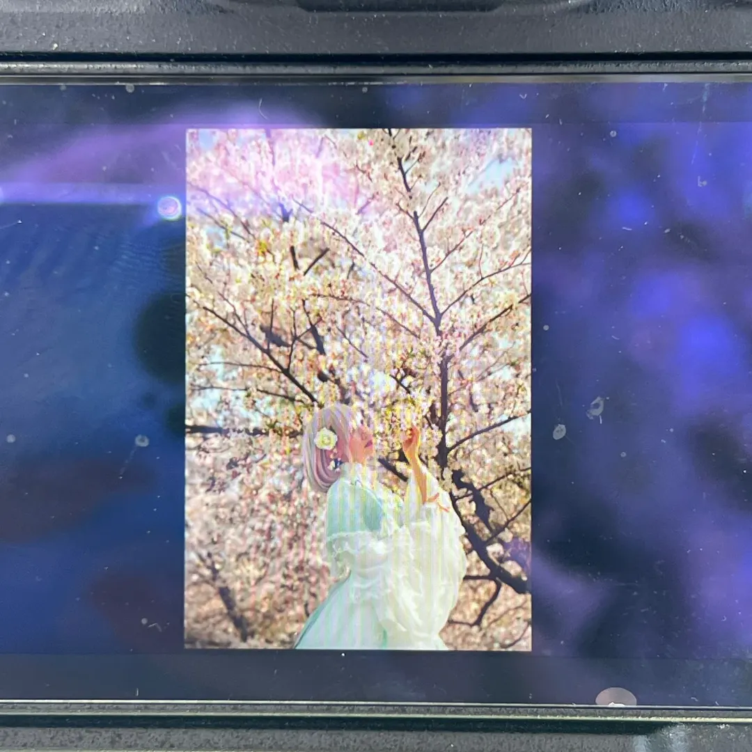 Photography, Fate/Grand Order, White stockings, Cherry blossom season, Mash Kyrielight cosplay - Image 6