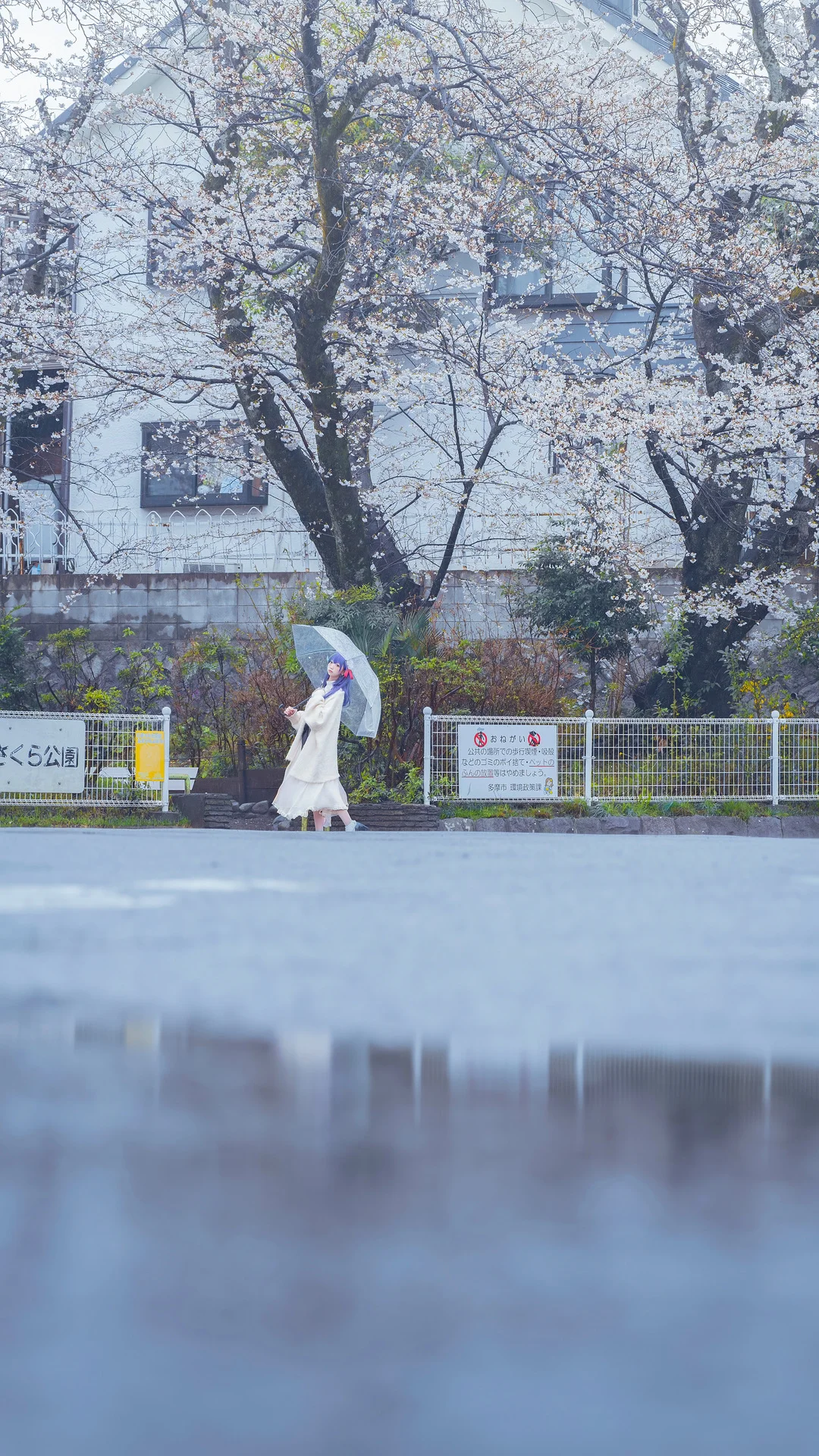 Fateシリーズ, 間桐桜 コスプレ, コスプレ撮影, 桜の季節の写真, 雨の日の雰囲気 - 13枚目