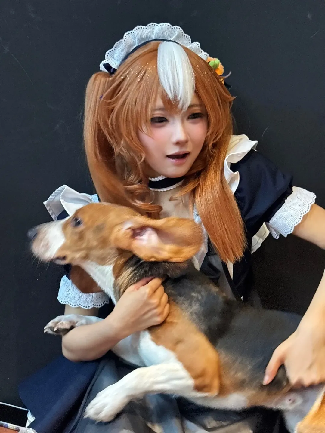 白ニーソコーデ, 日常コスプレ, メイドコスプレ, ペットショップの写真撮影, ビーグル - 1枚目