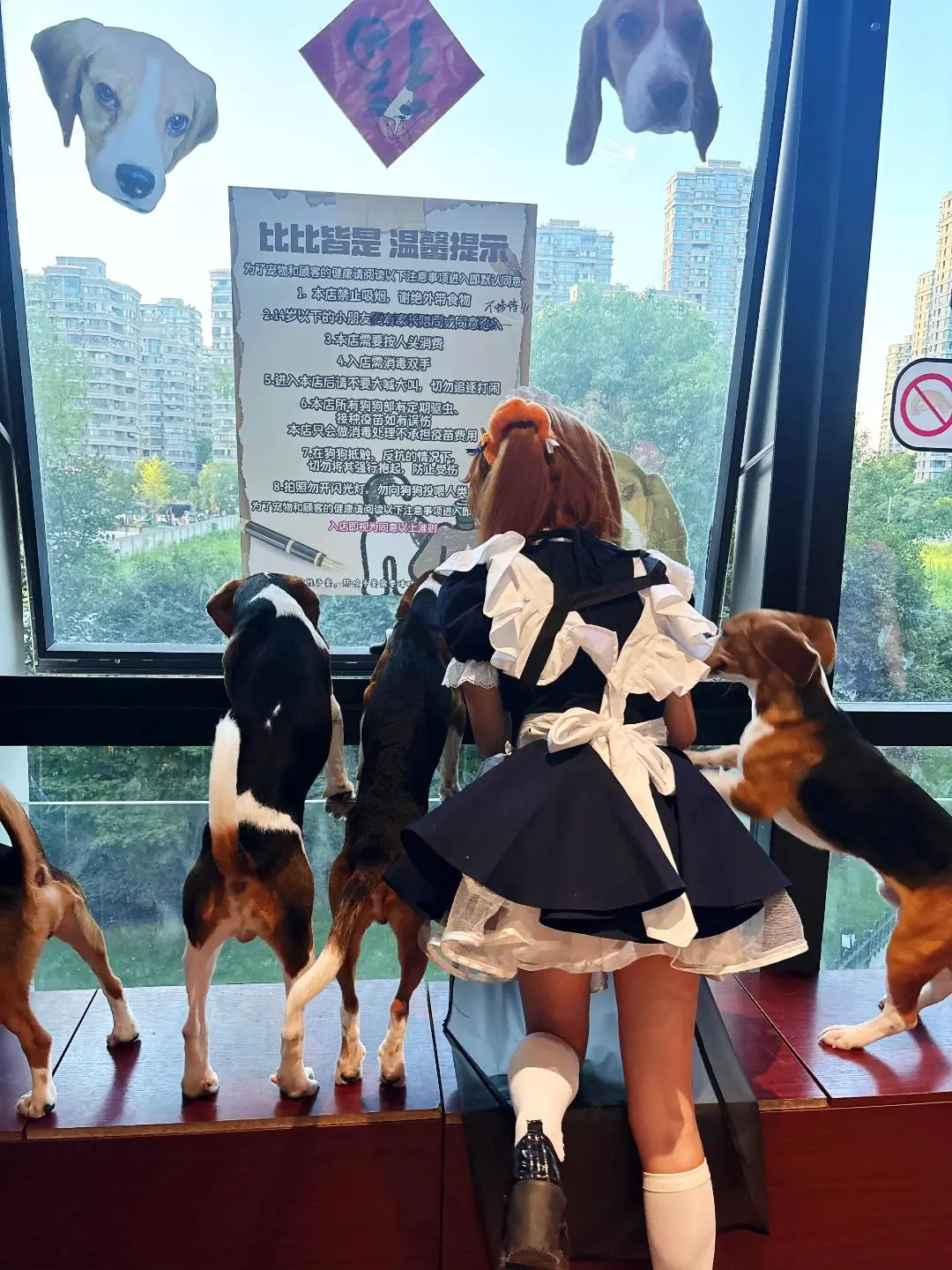 白丝穿搭, 日常cos, 女仆cosplay, 宠物店写真, 比格犬