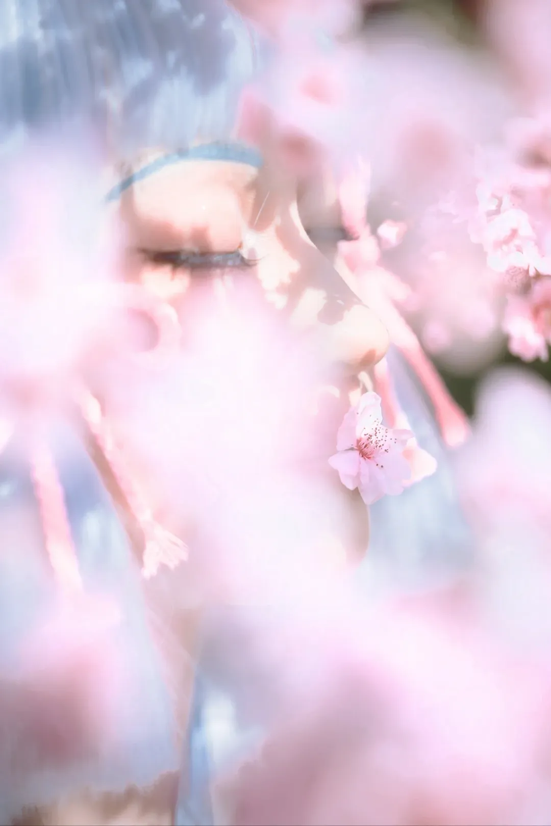 Genshin Impact, Kamisato Ayaka cosplay, Portrait photography, Photography daily life, Cherry blossom photography - Image 2