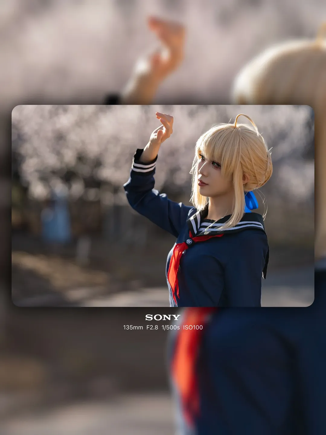 Saber cosplay, Cherry blossom outdoor scene, Cosplay photography, Today's Menu for the Emiya Family, Anime sailor uniform - Image 1