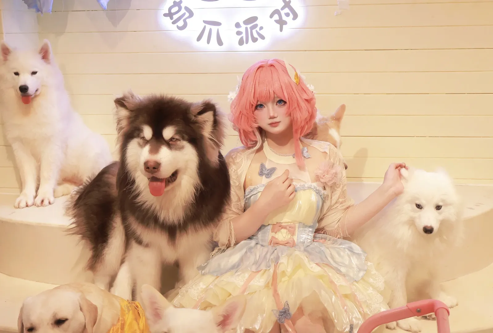 キュレネ コスプレ, 崩壊：スターレイル, ポートレート, ペットカフェ, 子犬