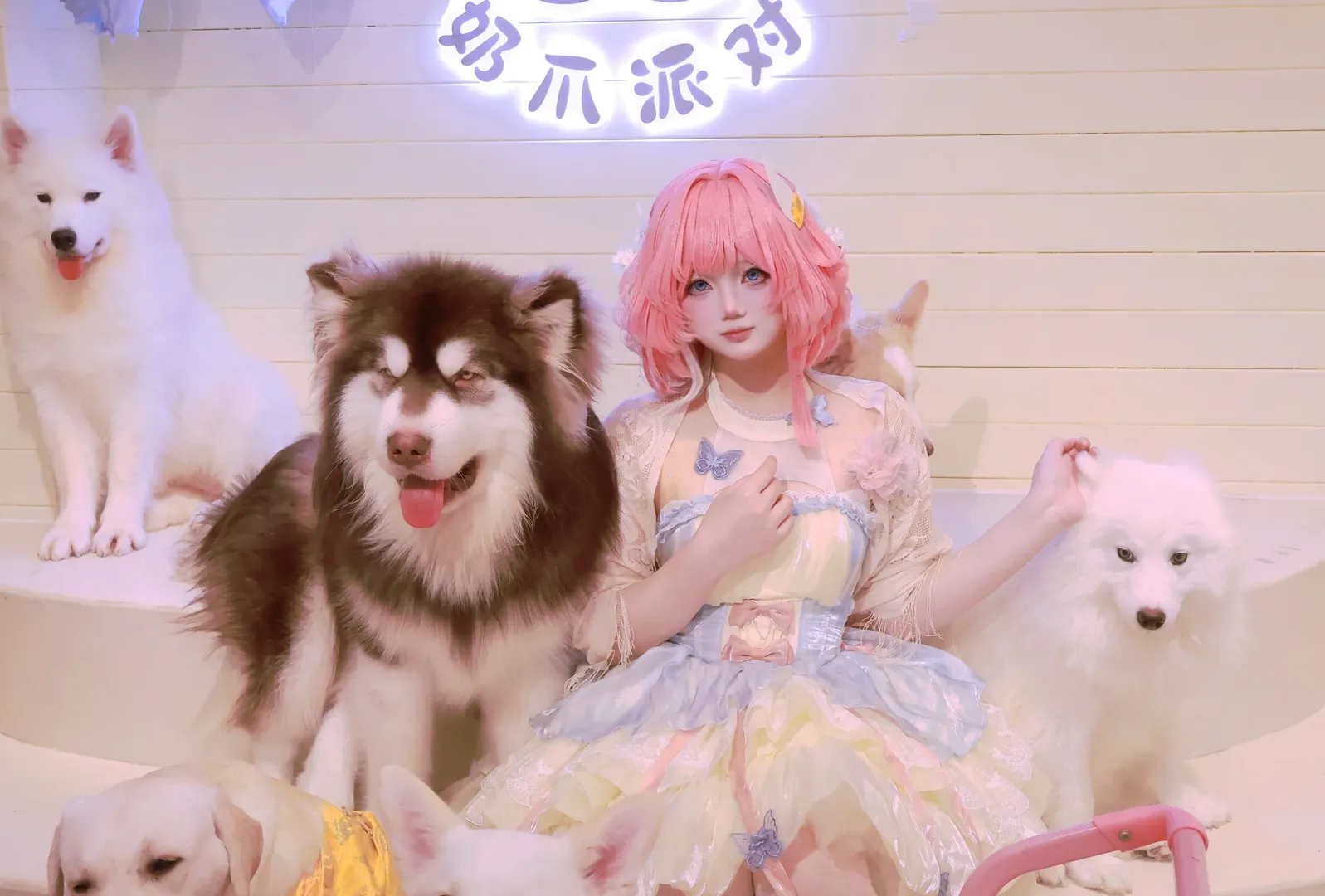 キュレネ コスプレ, 崩壊：スターレイル, ポートレート, ペットカフェ, 子犬 - 2枚目