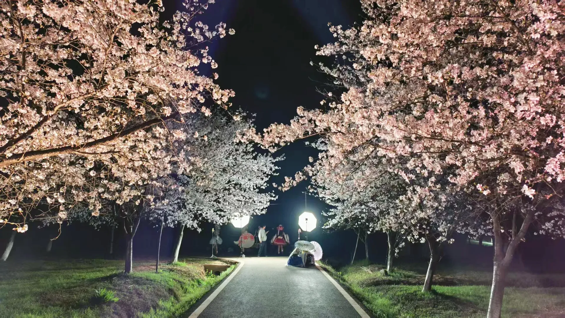 コスプレ, 東方Project, ロリータスタイル, 夜桜の夜景, 二次元チームビルディング - 3枚目