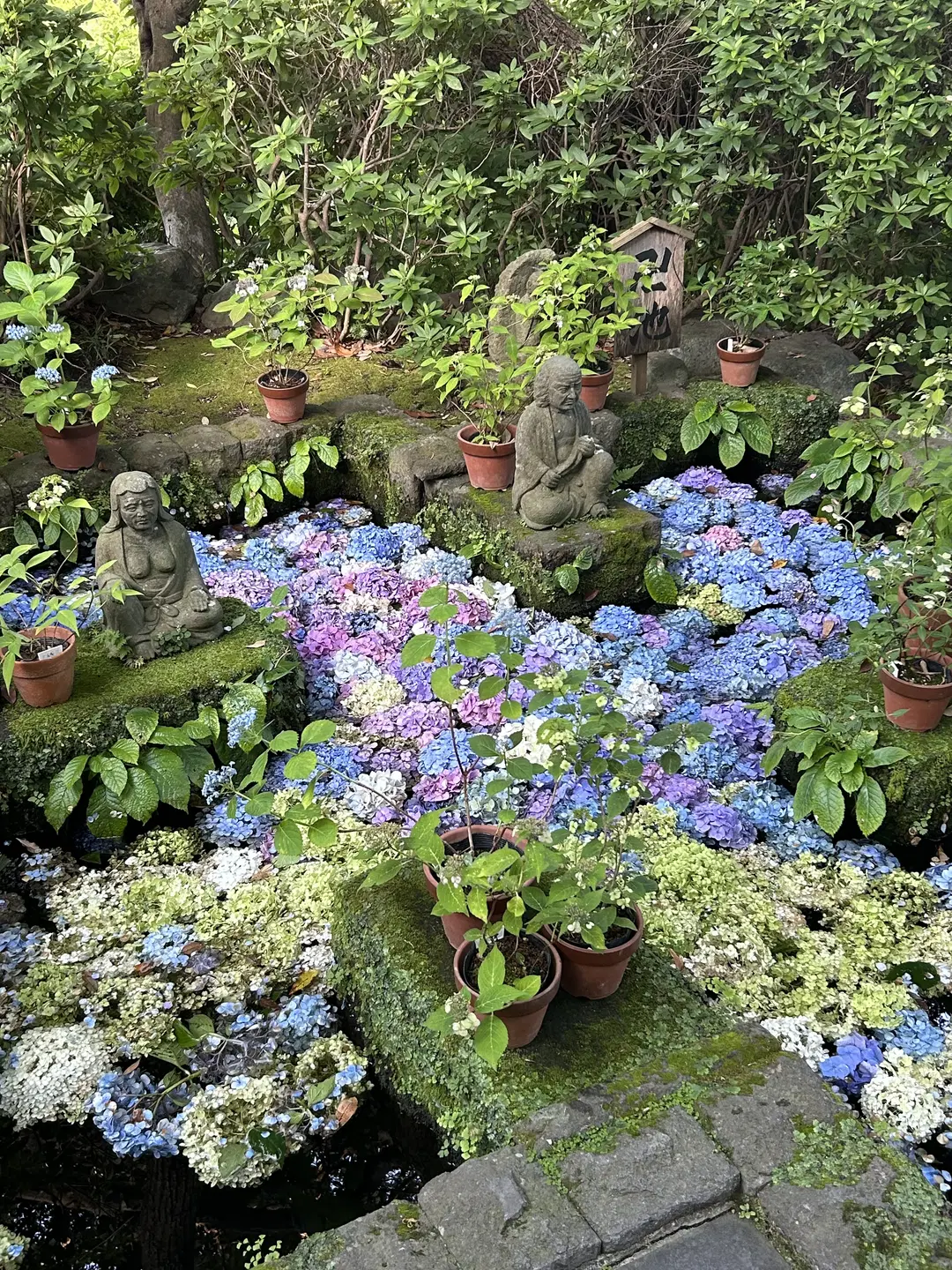 【Haruhi Suzumiya cosplay】Kamakura hydrangeas Season and Tanabata Wishes by 終於Still - Image 9