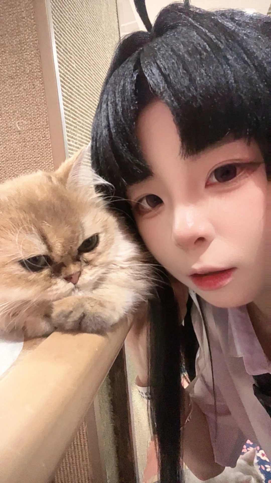 ガールズバンドクライ, 安和すばる コスプレ, 猫と猫と猫, 猫のすりすり, 子猫ちゃん子猫ちゃん